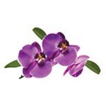 ND Orchid
