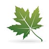 Pushkar Maple