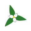 Aryamitra Trillium