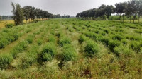 Oxyrdige Farms