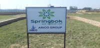 Arico Springbok
