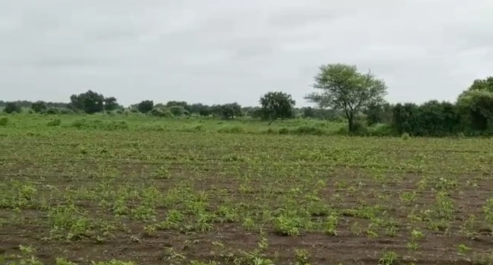 Woodlands, Sangareddy - Agriculture Farm Land