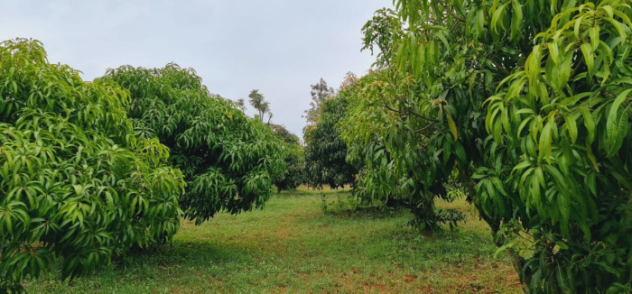 Madhuvan Farms, Krishnagiri - Agriculture Farm Land