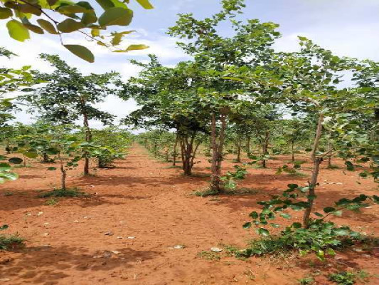 Nithya Sree Farm Lands, Prakasam - Farms Land
