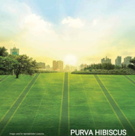 Purva Hibiscus