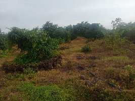  Agricultural Land for Sale in Rajapur, Ratnagiri