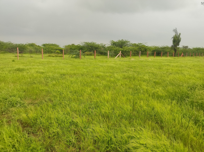  Agricultural Land 20 Bigha for Sale in Sumerpur Pali