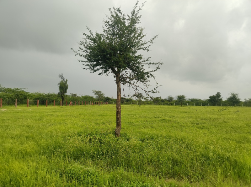  Agricultural Land 20 Bigha for Sale in Sumerpur Pali