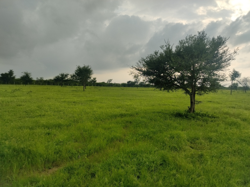  Agricultural Land 20 Bigha for Sale in Sumerpur Pali