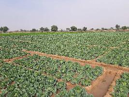  Agricultural Land for Sale in Mathania, Jodhpur