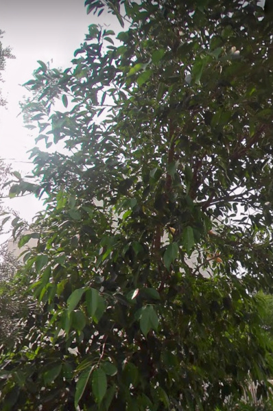 1360 Sq.ft. Residential Plot for Sale in Hari OM Nagar, Kolhapur