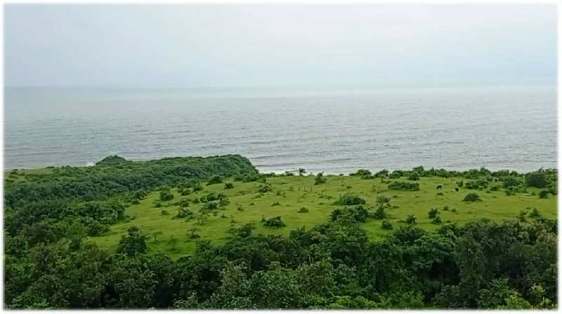  Agricultural Land 20 Guntha for Sale in Shrivardhan, Raigad