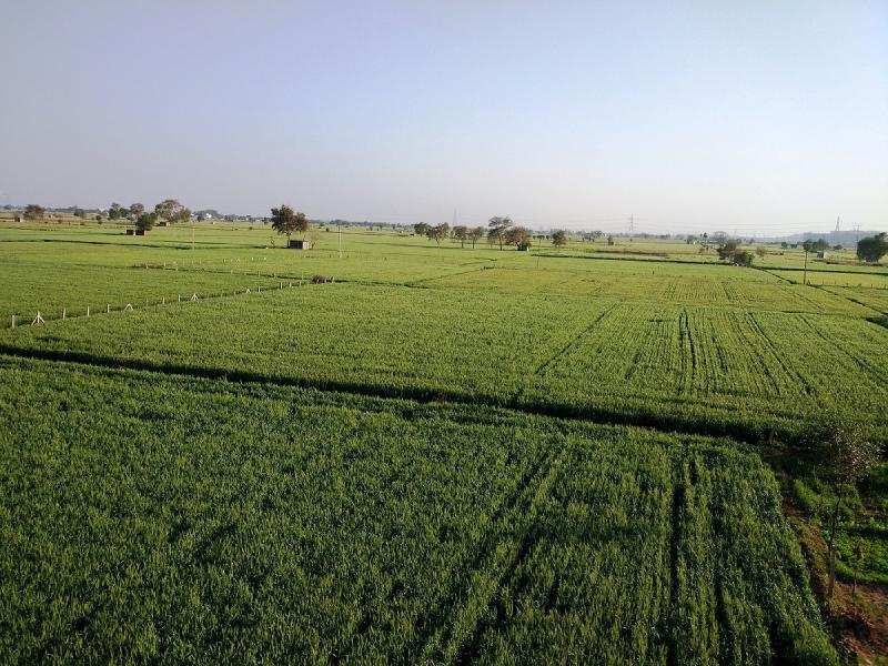 Agricultural Land 10 Acre for Rent in
