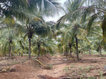  Agricultural Land for Sale in Kangeyam, Tirupur