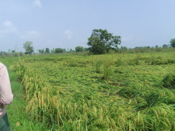 4 BHK Farm House for Sale in Neelbad, Bhopal