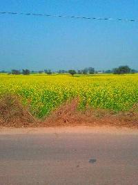  Agricultural Land for Sale in Gurgaon Jaipur Highway, Bhiwadi