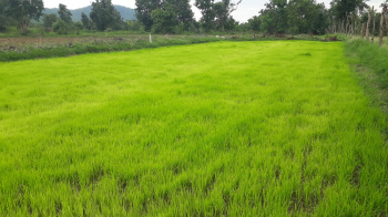  Agricultural Land for Sale in NH-1, Amritsar, 