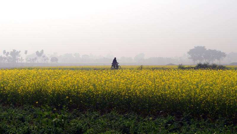 Agricultural Land 4 Acre for Sale in Pehowa, Kurukshetra