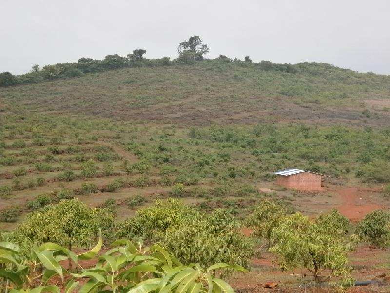 Agricultural Land 350 Acre for Sale in