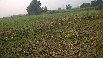  Agricultural Land for Sale in Marsua, Nalanda
