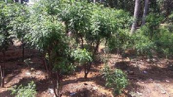  Agricultural Land for Sale in Tenkasi, Tirunelveli