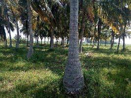  Agricultural Land for Sale in Palayamkottai, Tirunelveli