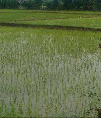  Agricultural Land for Sale in Mukkudal, Tirunelveli