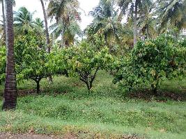  Agricultural Land for Sale in Kadayanallur, Tirunelveli