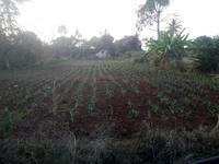 Agricultural Land 130 Acre for Sale in Devarapalli, Visakhapatnam