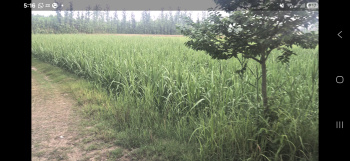  Agricultural Land for Sale in Purquazi, Muzaffarnagar