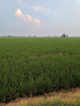  Agricultural Land for Sale in GT Road, Khanna