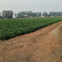  Agricultural Land for Sale in Doraha, Ludhiana