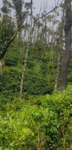  Agricultural Land 20 Acre for Sale in Madikeri, Kodagu