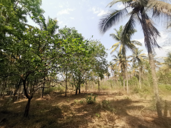  Agricultural Land for Sale in Pulpally, Wayanad