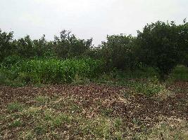  Agricultural Land for Sale in Balapur, Akola