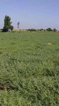  Agricultural Land for Sale in Patur, Akola