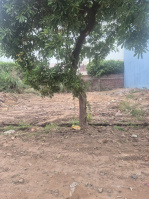  Residential Plot for Sale in Vishnu Puram Colony, Bulandshahr