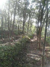  Agricultural Land for Sale in Pathanapuram, Kollam