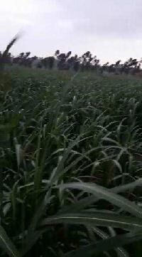  Agricultural Land for Sale in Mitauli, Lakhimpur Kheri
