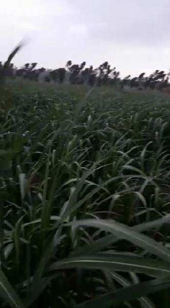 Agricultural Land 11 Acre for Sale in Mitauli, Lakhimpur Kheri