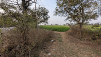  Agricultural Land for Sale in Dhatir, Palwal