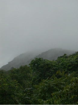 Agricultural Land for Sale in Mangaon, Raigad