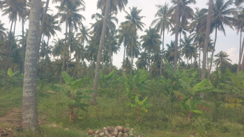  Agricultural Land for Sale in Pollachi, Coimbatore