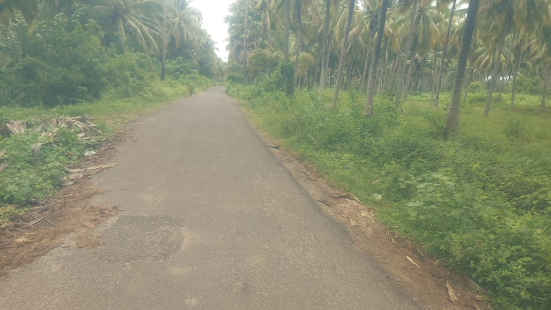  Agricultural Land 5 Acre for Sale in Pollachi, Coimbatore