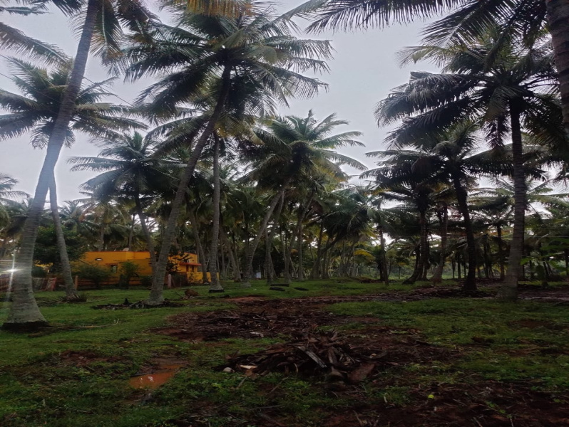  Agricultural Land 10 Acre for Sale in Pollachi, Coimbatore