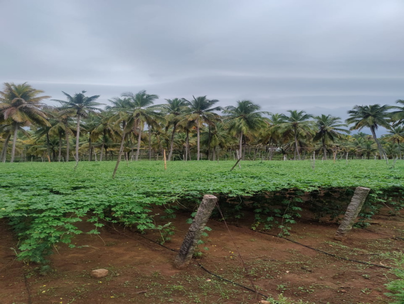  Agricultural Land 10 Acre for Sale in Pollachi, Coimbatore