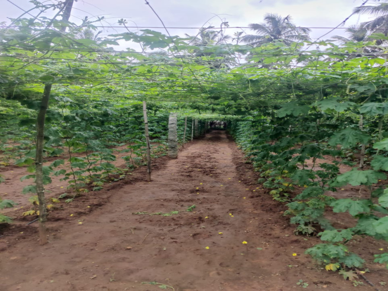  Agricultural Land 10 Acre for Sale in Pollachi, Coimbatore