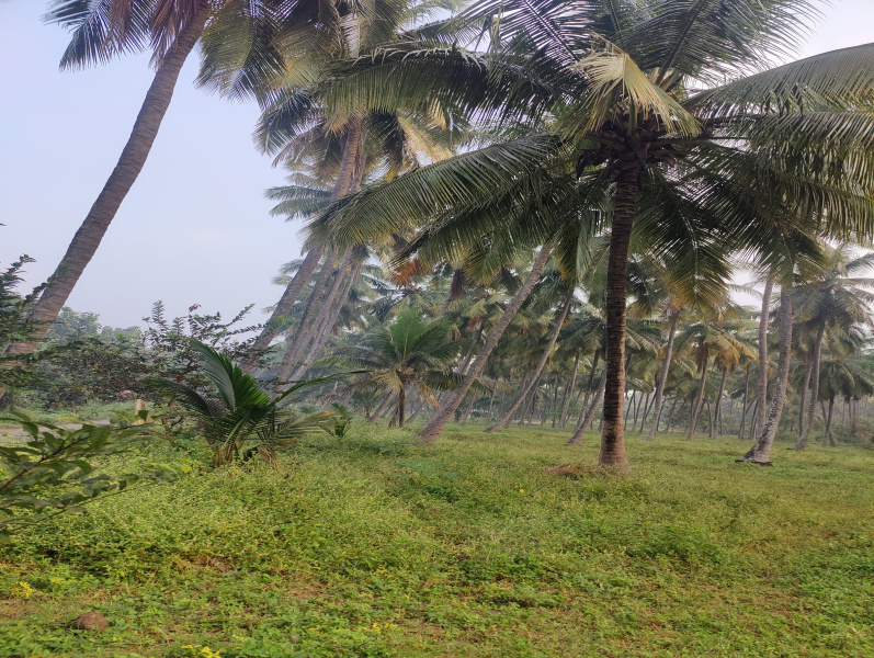  Agricultural Land 1 Ares for Sale in Mahalingapuram, Pollachi, Coimbatore