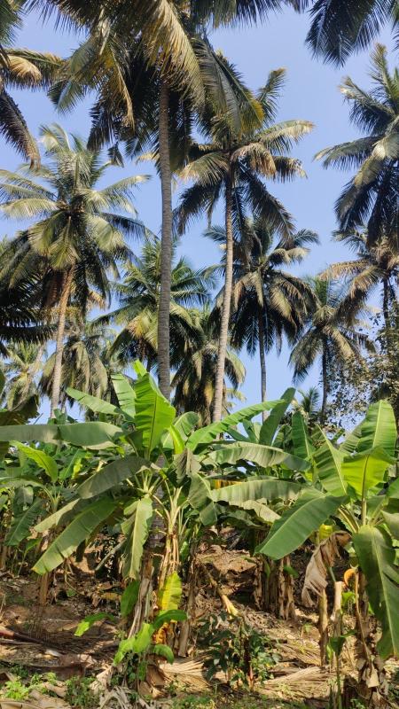  Agricultural Land 1 Ares for Sale in Achipatti, Coimbatore