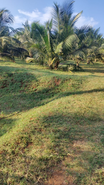  Agricultural Land 1 Acre for Sale in Anaimalai, Coimbatore